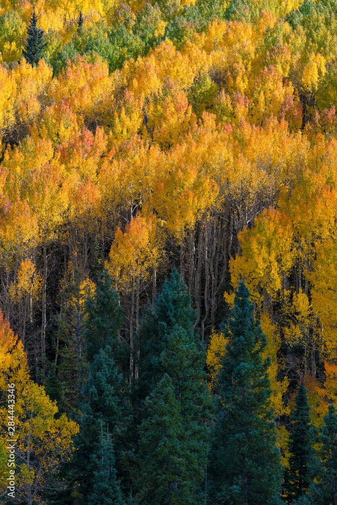 Fototapeta premium Usa, Colorado. Autumn yellow aspen and fir in the Uncompahgre National Forest.