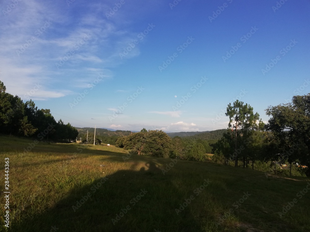 Fototapeta premium landscape with trees and blue sky