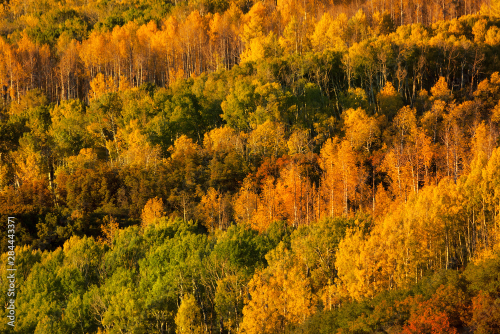 USA, Colorado, San Juan Mountains. Autumn color in forest. 