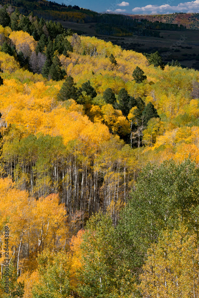 Fototapeta premium Usa, Colorado. Autumn yellow aspen, mountains, and clouds, Uncompahgre National Forest.