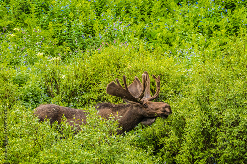 USA, Colorado, Rocky Mountain National Park. Bull moose amid vegetation. Credit as: Cathy & Gordon Illg / Jaynes Gallery / DanitaDelimont.com