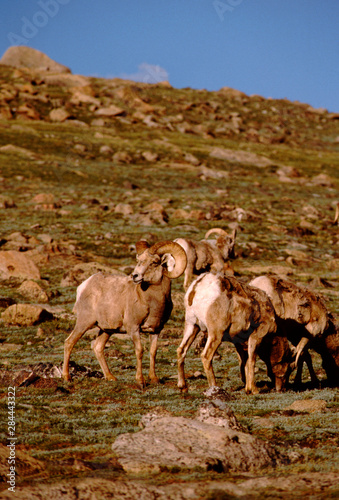 North America, USA, Colorado. Rocky Mt. National Park, big horn sheep. WILD: Ovis canadensis