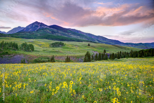 USA  Colorado  Crested Butte. Landscape of wildflowers and mountain. 