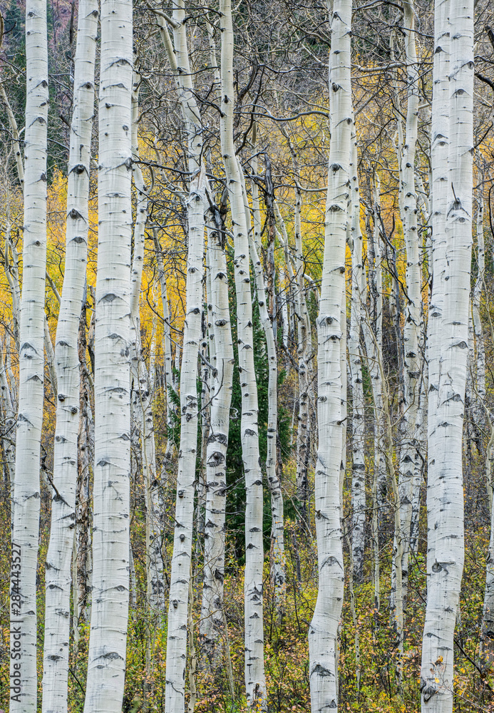 Fototapeta premium Usa, Colorado, Aspen, Aspen Trunks near Castle Creek