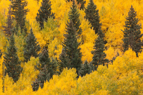 USA, Colorado, San Juan National Forest. Spruce and aspen forest.  photo