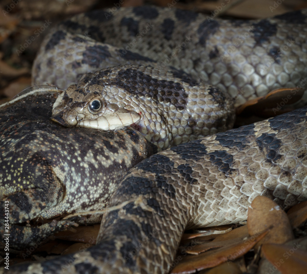 Obraz premium Hog-nosed snake popping a southern toad with a built in tooth (fang) inside it's jaw. The toad inflated as a defense mechanism