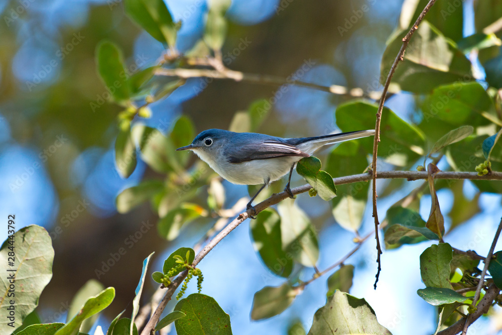 Fototapeta premium USA, Florida, Immokalee, Blue-Gray Gnatcatcher Perched in Tree