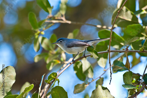 USA, Florida, Immokalee, Blue-Gray Gnatcatcher Perched in Tree