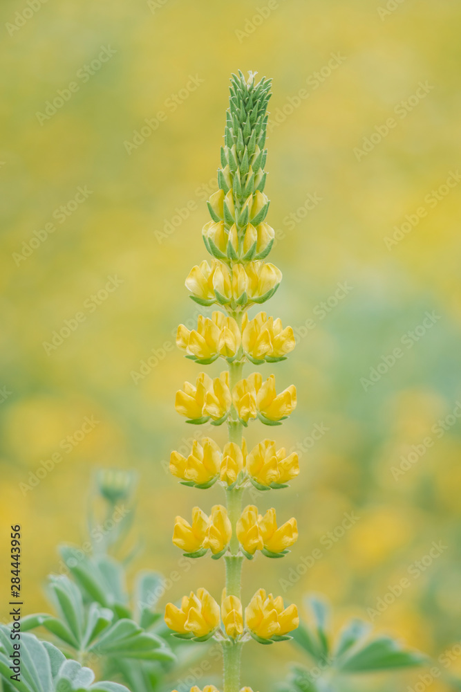 USA, California, Santa Barbara Botanical Garden, Golden Lupine ( Lupinas microcarpus) USA, California, Santa Barbara Botanical Garden, Golden Lupine ( Lupinas microcarpus)