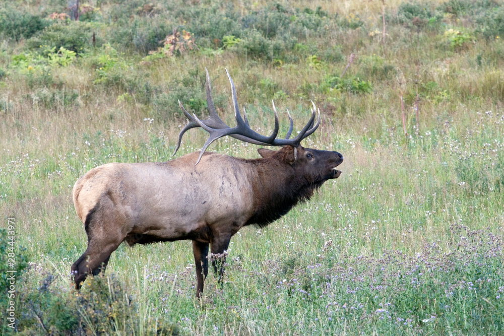 Fototapeta premium North America - USA - Colorado - Rocky Mountain National Park. Wapiti (American elk) - Cervus elaphus nelsoni