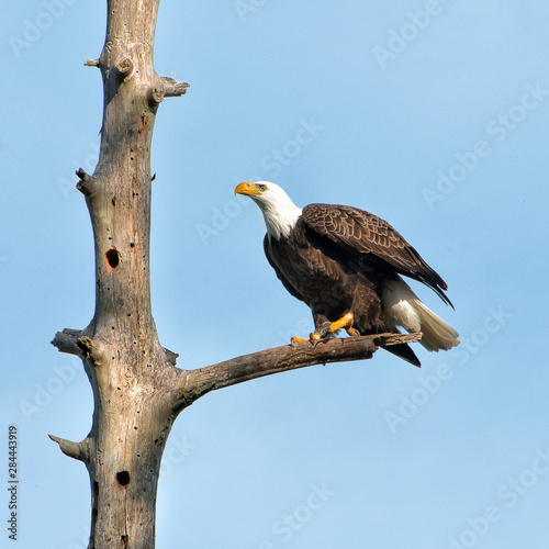 A Bald Eagle prepares to leap into flight