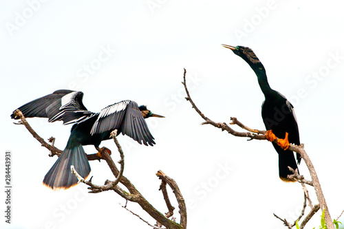 USA, Florida, Venice. Audubon Rookery, Anhinga Males Displaying in tree