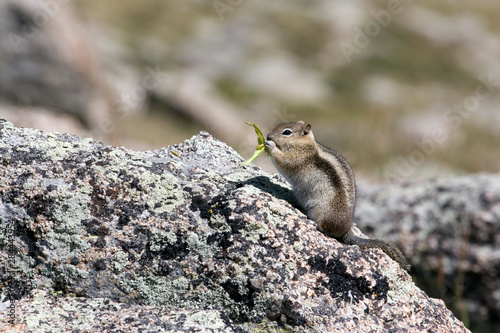 North America - USA - Colorado - Rocky Mountains - Mount Evans. Golden-mantled ground squirrel - Spermophilus lateralis.