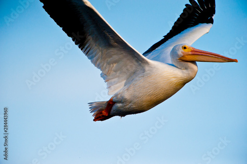 USA, Florida, Fort Meyers, Sanibel Island, J.N. Ding Darling National Wildlife Refuge, American White Pelican flying