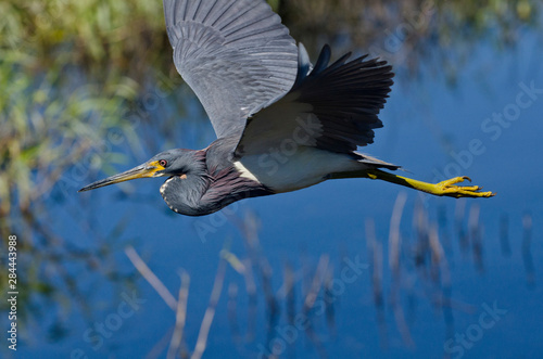 USA, Florida, Sarasota. Myakka River State Park, Tricolored Heron photo