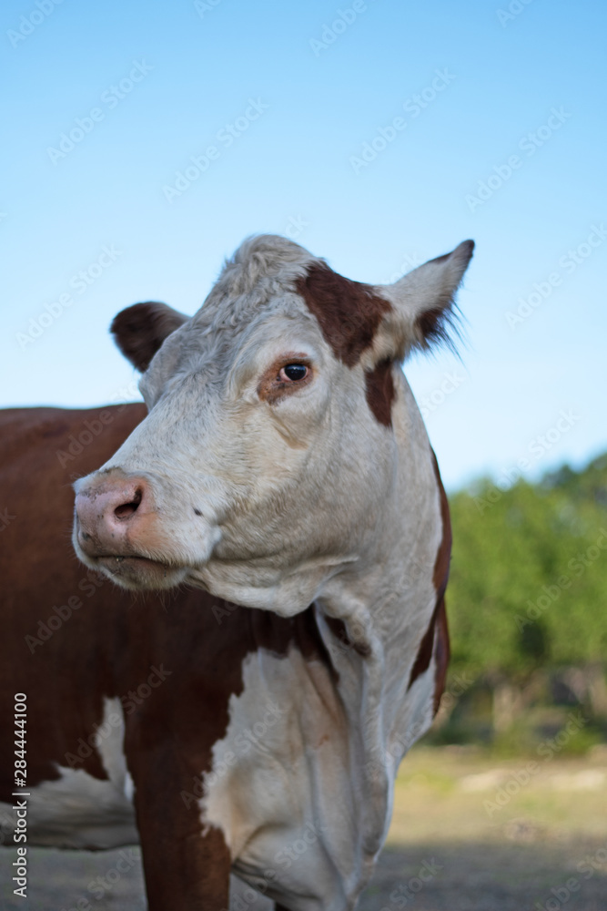 hereford portrait hereford portrait