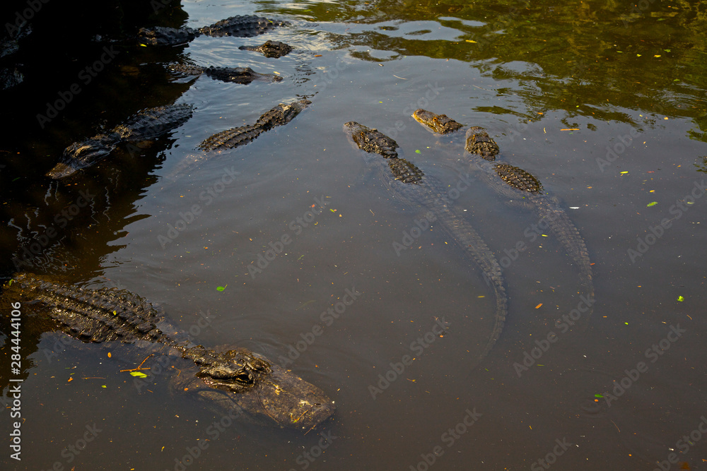 USA, Florida, St Augustine Gator Farm alligators. USA, Florida, St Augustine Gator Farm alligators.