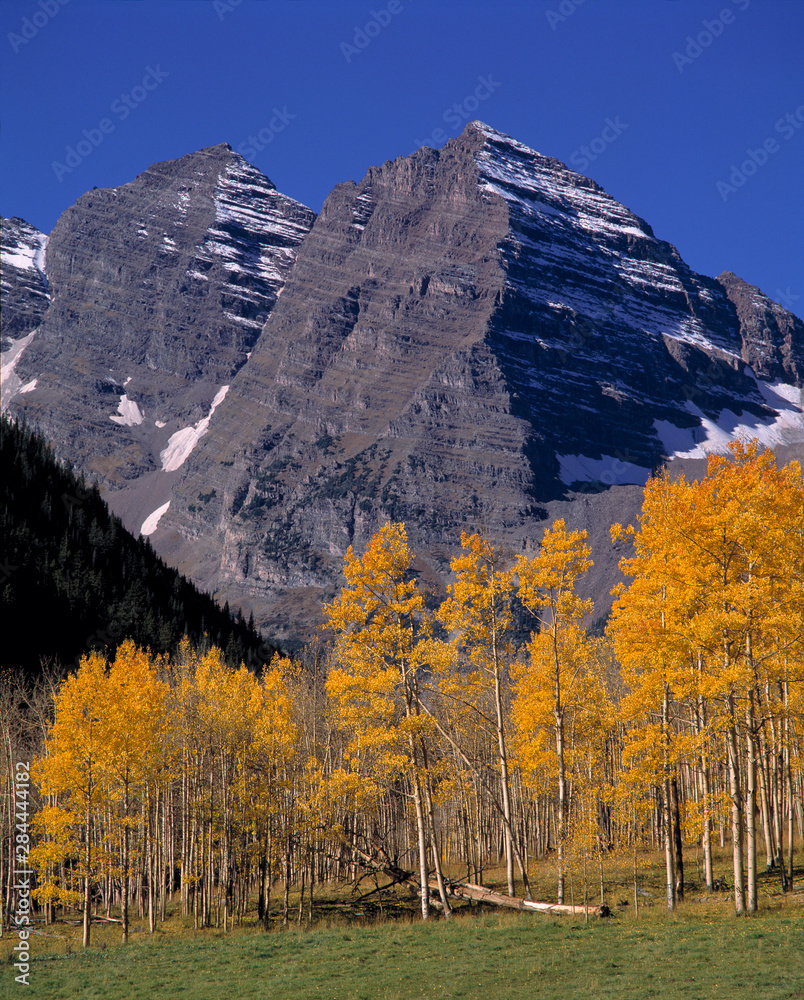 USA, Colorado, Maroon Bells.The snow-striped mountains of Maroon Bells rise above a stand of golden-leafed aspen trees, in the Aspen area of Colorado.