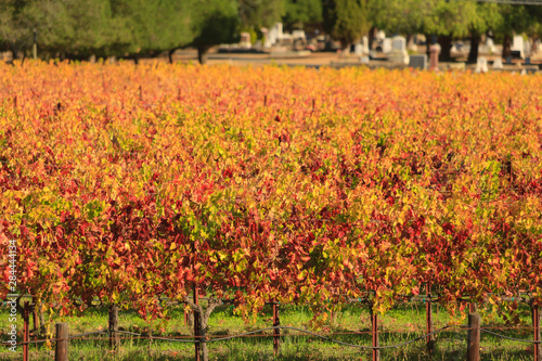 Fall Grapes, Saint Helena, Napa area, Central California, USA photo