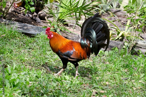 USA, Florida, Immokalee, domestic Black Copper Marans photo