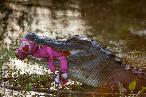 USA  Florida  Everglades National Park. An unexpected sight of an American alligator with a child s stuffed toy in its mouth.  Alligator mississippiensis 