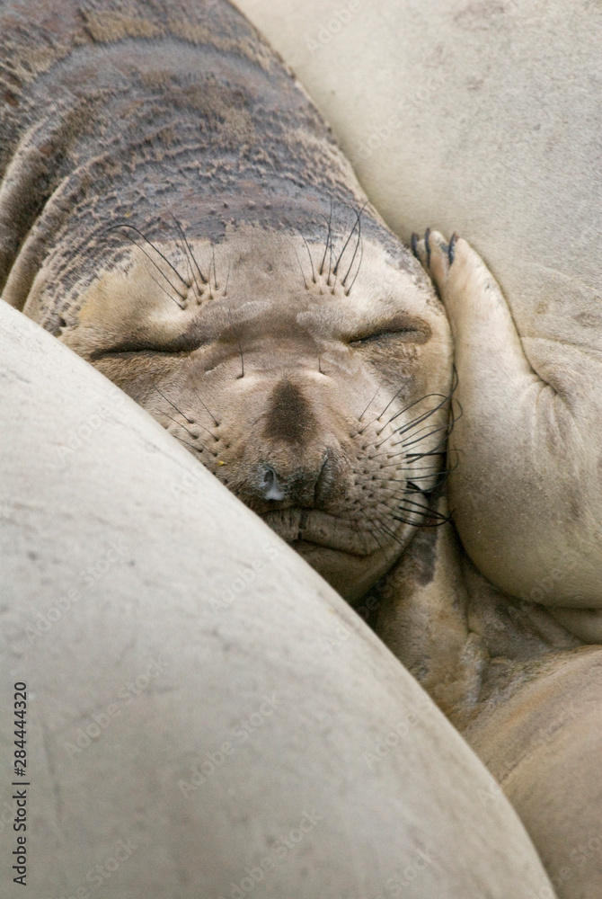 Fototapeta premium USA, CA, Piedras Blancas. Elephant seal (Mirounga angustirostris) rookery on central California coast. Elephant seals once hunted to near extinction in late 1800's.