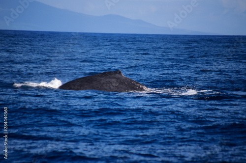 A humpback whale swims through Lahaina Roads off Maui, Hawaii.