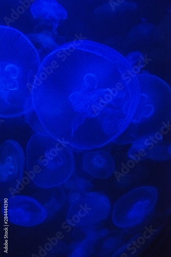 Norwalk Aquarium, Norwalk, Connecticut, USA. Captive. Jellyfish in blue enclosure.