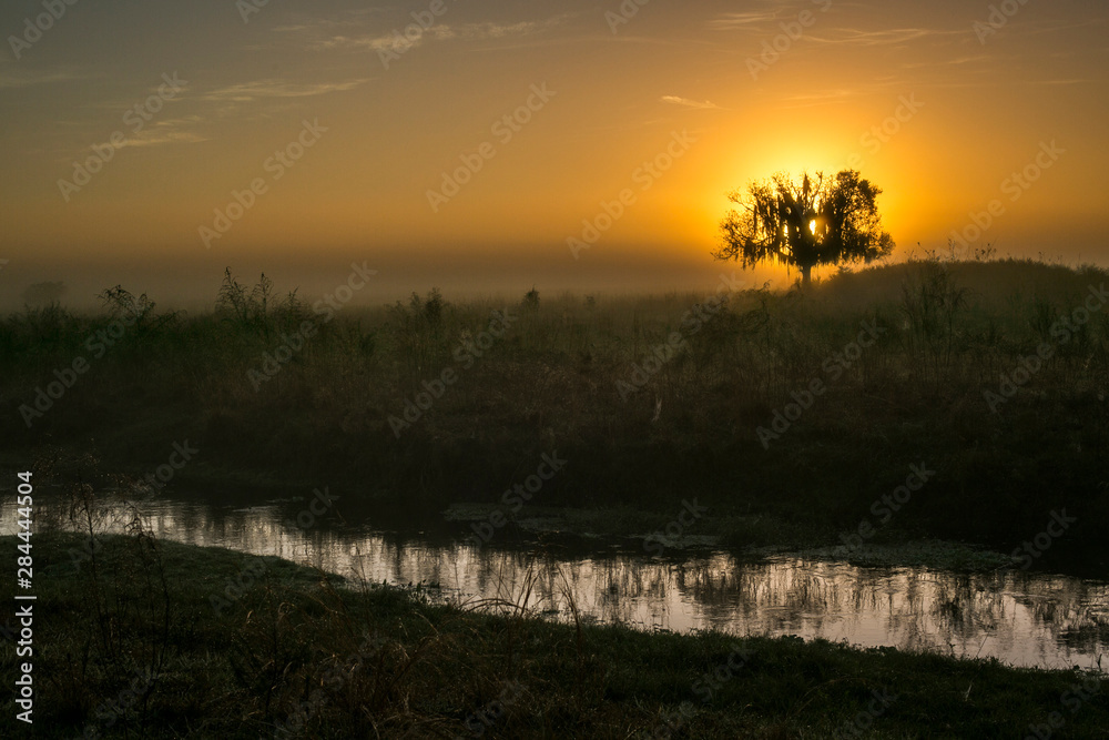 Sunrise shining through an oak tree with a stream in the foreground with golden light.