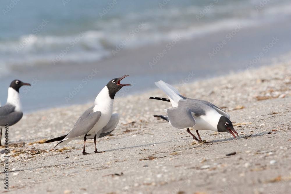 USA - Florida - Laughing Gulls on beach at Fort De Soto County Park USA - Florida - Laughing Gulls on beach at Fort De Soto County Park