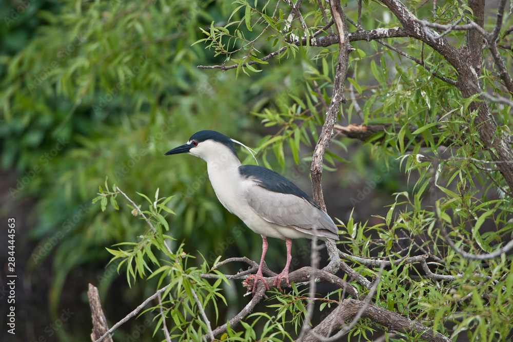 USA, Florida, Venice. Audubon Rookery, Black-crowned Night Heron, perched USA, Florida, Venice. Audubon Rookery, Black-crowned Night Heron, perched
