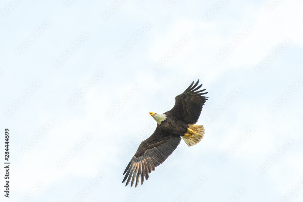 Obraz premium USA, Florida, Daytona, Bald Eagle flying.