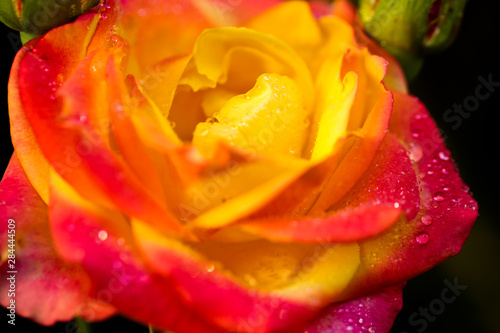 Orange and pink flower  rose with water drops on it. Close up