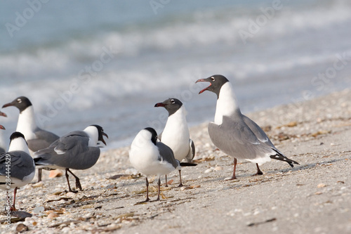 USA - Florida - Laughing Gulls on beach at Fort De Soto County Park