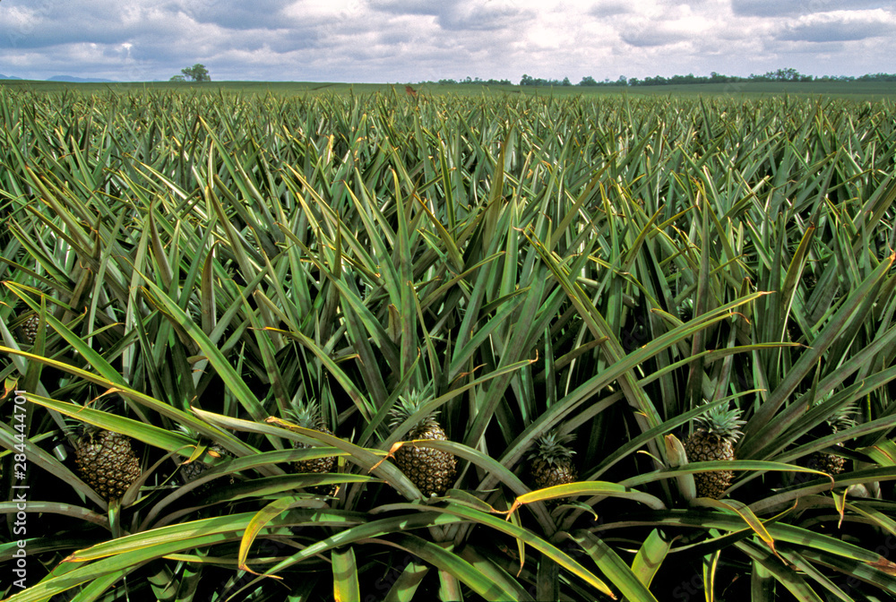Obraz premium USA, Hawaii, Oahu. Pineapples are one of the main agriculture crops in Hawaii