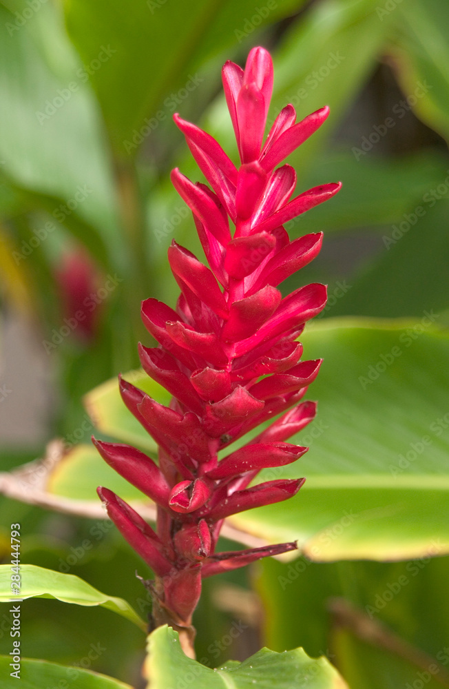 Fototapeta premium USA, Hawaii, Kauai, Ginger Flower. 
