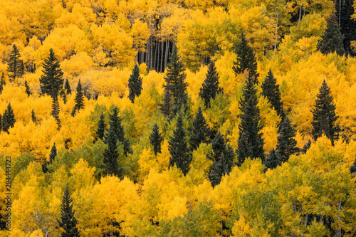 Massive mountain slope of dense aspen trees and evergreens in fall color, Uncompahgre National Forest, Sneffels Range, Sneffels Wilderness Area, Colorado photo