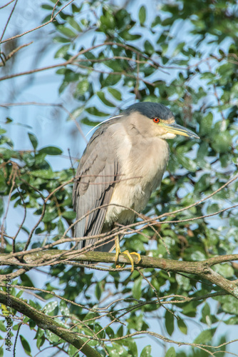 Wallpaper Mural USA, Florida, Orlando, Night Heron, Gatorland. Torontodigital.ca