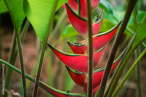 USA, Hawaii, Kauai, National Tropical Botanical Garden. Heliconia (Heliconia wagneriana) in the Allerton Garden. photo