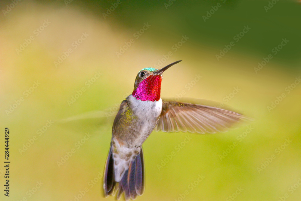 Obraz premium USA, Colorado, Frisco. Frontal view of male broad-tailed hummingbird in flight. Credit as: Fred J. Lord / Jaynes Gallery / DanitaDelimont.com