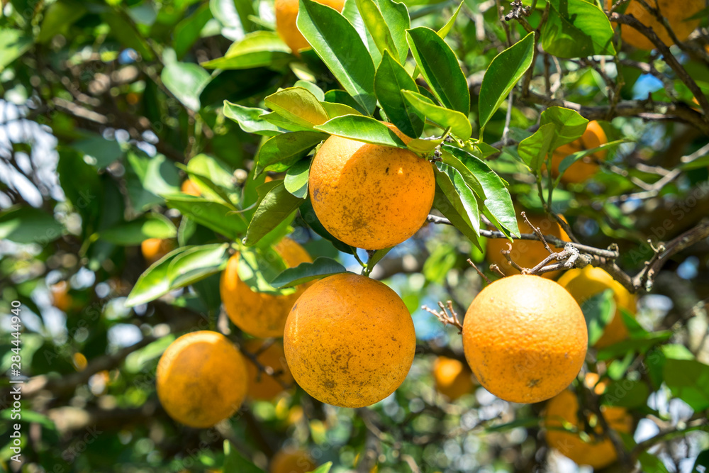 USA, Florida, detail of orange tree