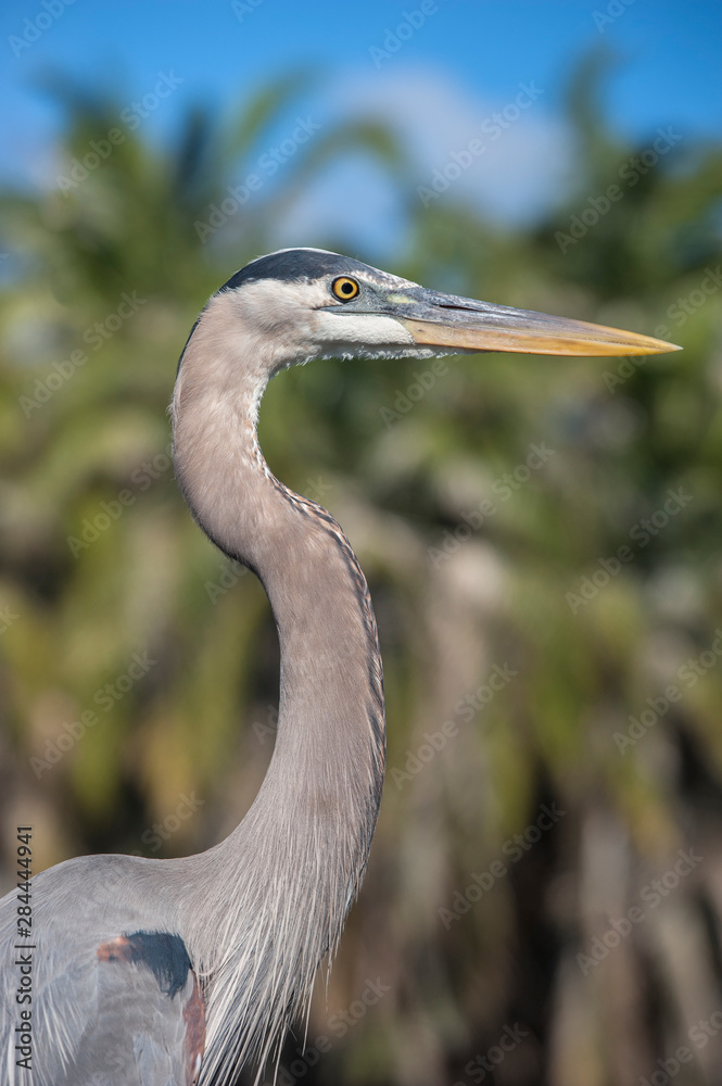 USA, Florida, Orlando, Great Blue Heron, Gatorland. USA, Florida, Orlando, Great Blue Heron, Gatorland.