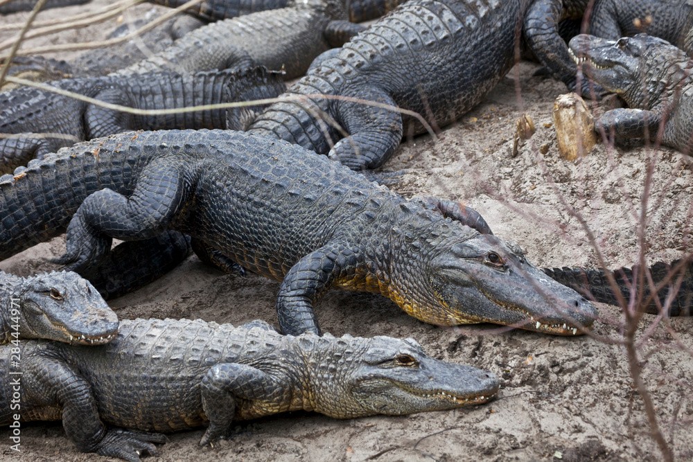 USA, Florida, St Augustine Gator Farm alligators. USA, Florida, St Augustine Gator Farm alligators.