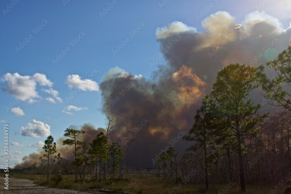 USA, Florida, Big Cypress National Preserve prescribed burn smoke plume.