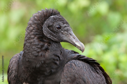 USA, Florida, Everglades National Park. Close-up of black vulture in profile. photo