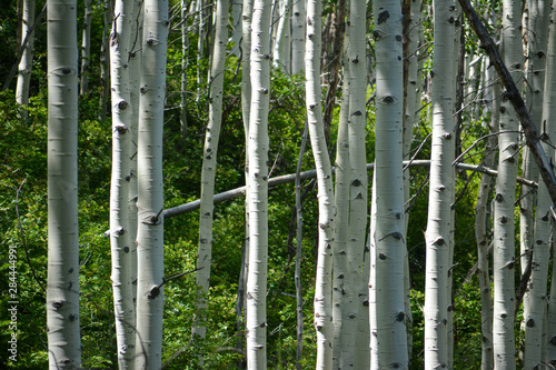 Aspen trees growing in the rocky mountains surrounding Park City  Utah.