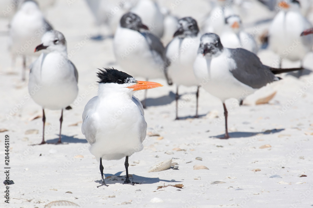 USA - Florida - Royal Tern on beach USA - Florida - Royal Tern on beach