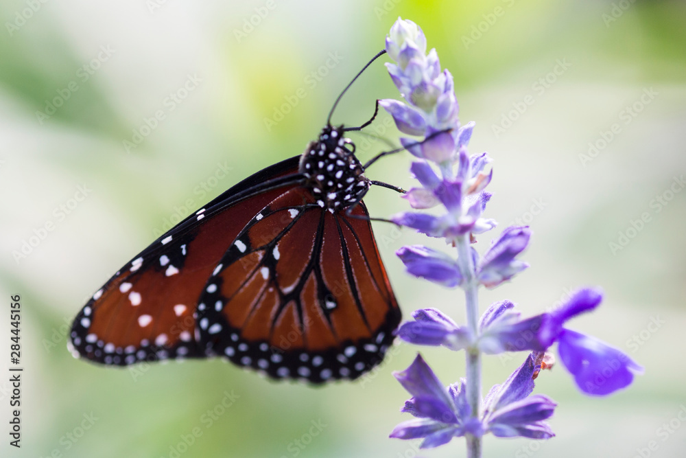 Obraz premium USA, Florida, Celebration, Florida Viceroy Butterfly