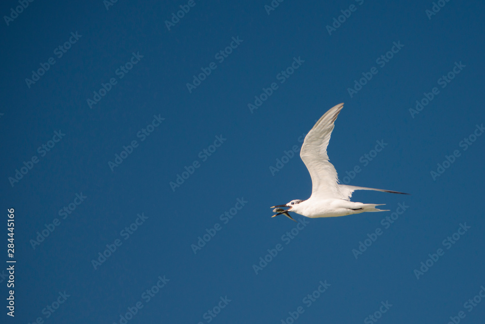 A Sandwich Tern flying with a fish in beak off to eat in peace A Sandwich Tern flying with a fish in beak off to eat in peace