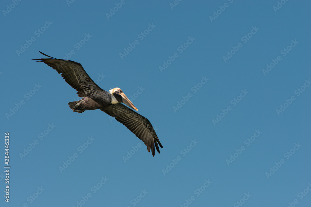 A soaring brown Pelican brown against the blue sky A soaring brown Pelican brown against the blue sky